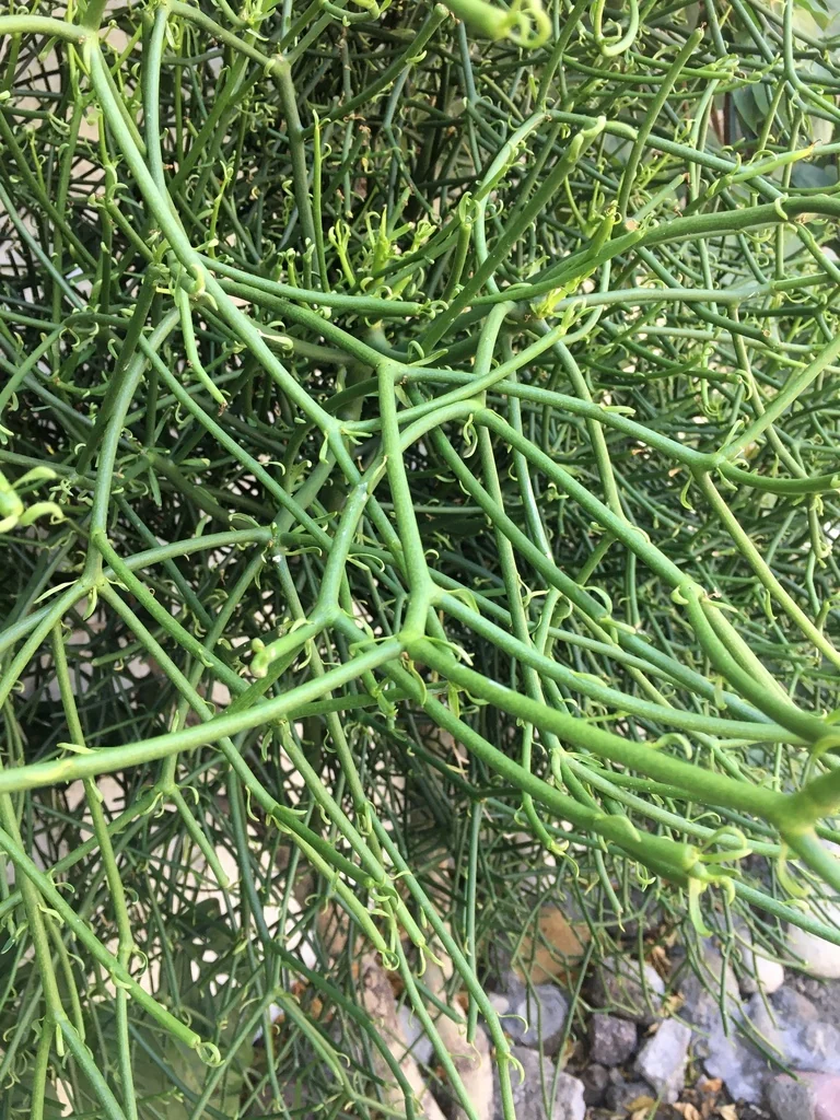 Euphorbia Tirucalli