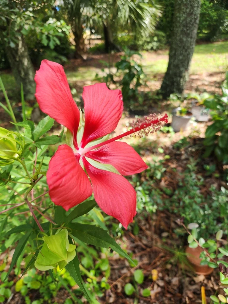 Hibiscus Coccineus
