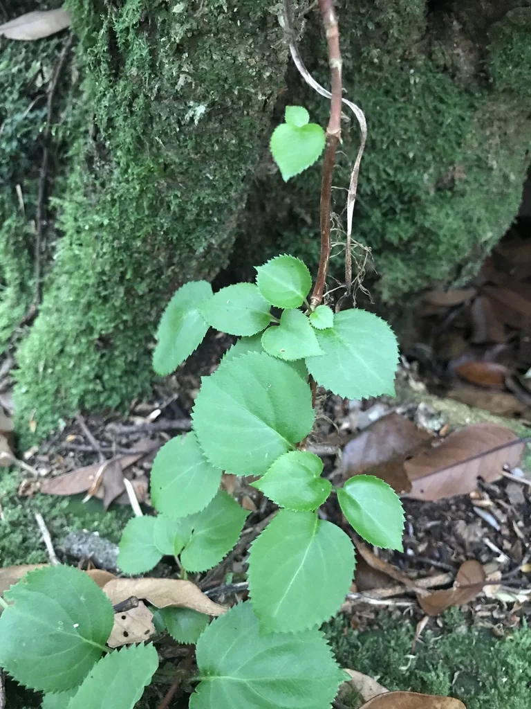 Hydrangea Anomala Petiolaris