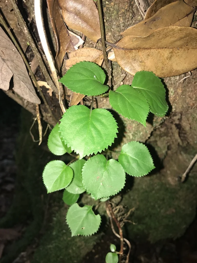 Hydrangea Anomala Petiolaris