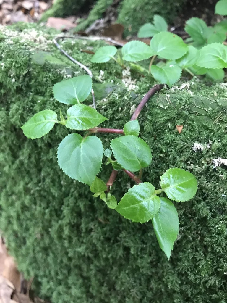 Hydrangea Anomala Petiolaris