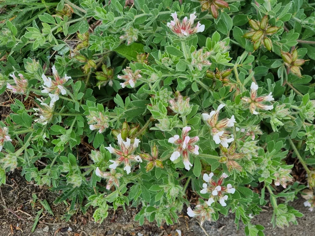 Dorycnium Hirsutum