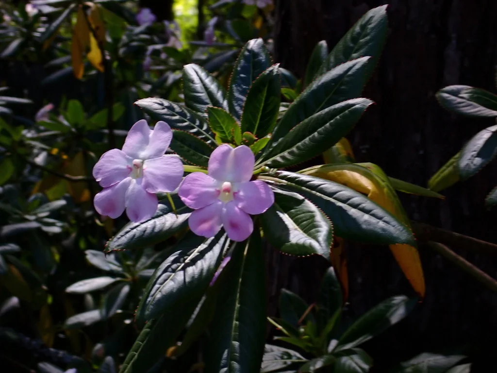 Impatiens Sodenii