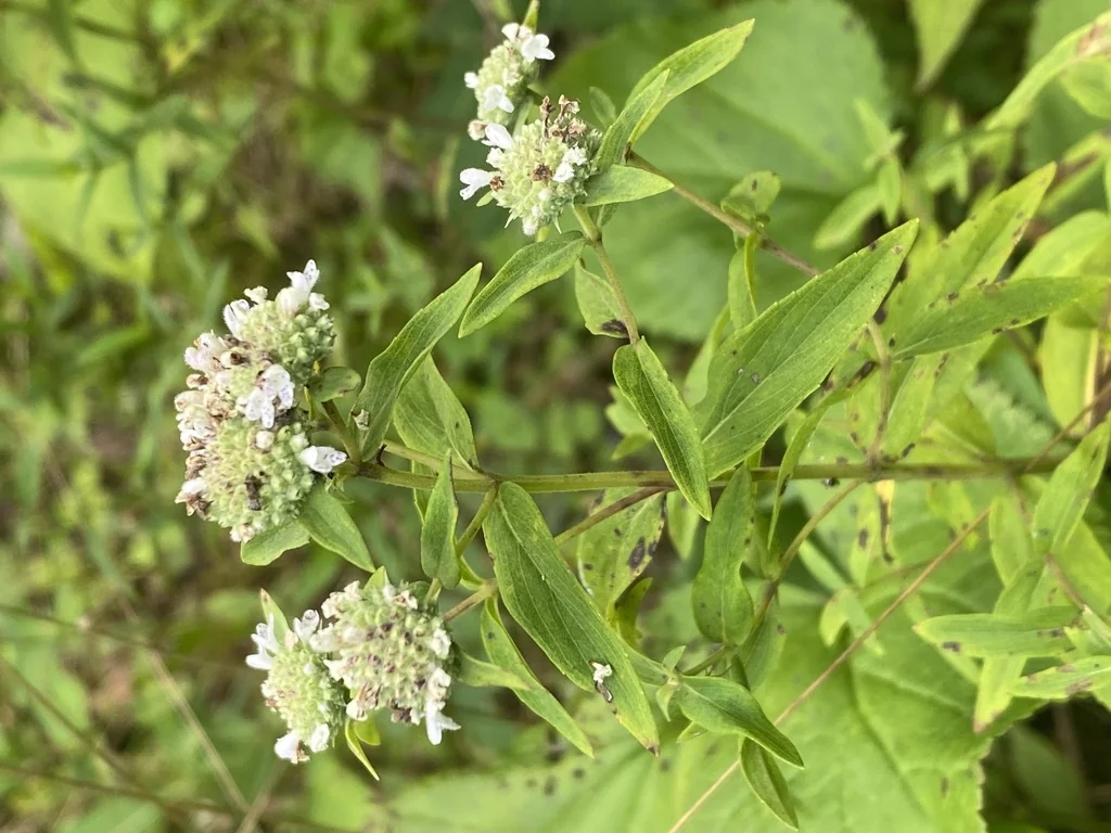 Pycnanthemum Muticum
