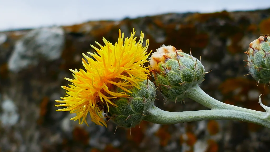Centaurea Ragusina