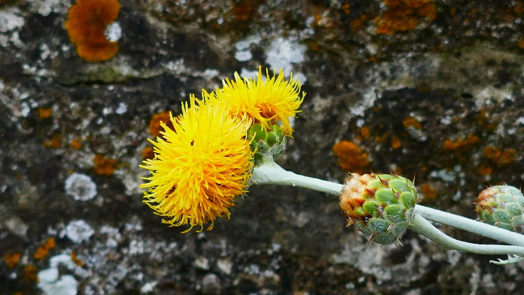 Centaurea Ragusina