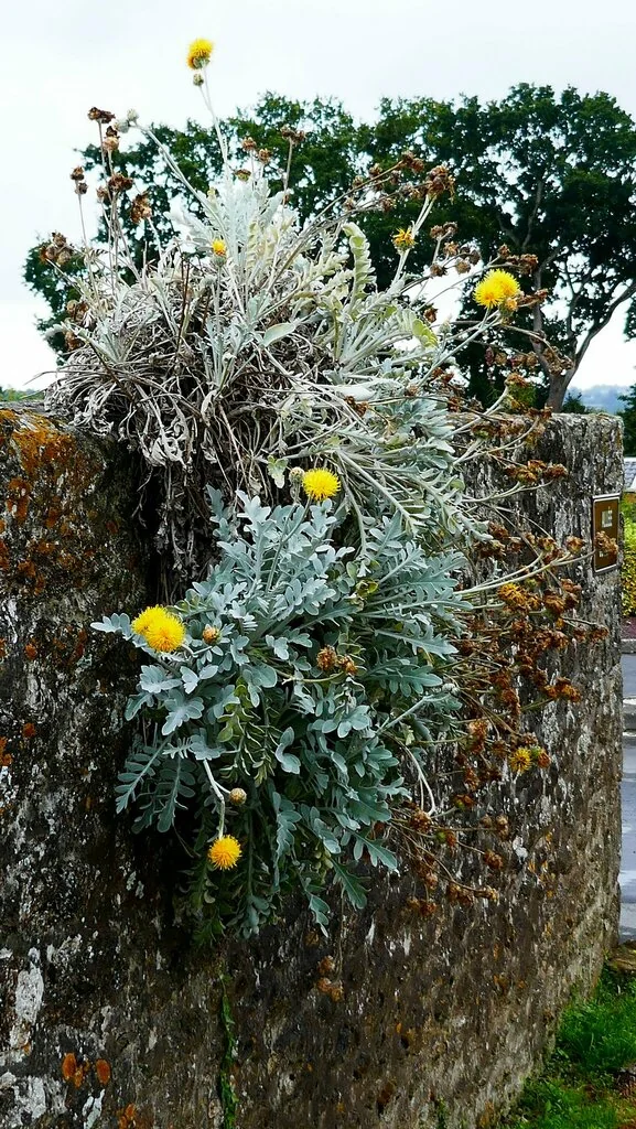 Centaurea Ragusina