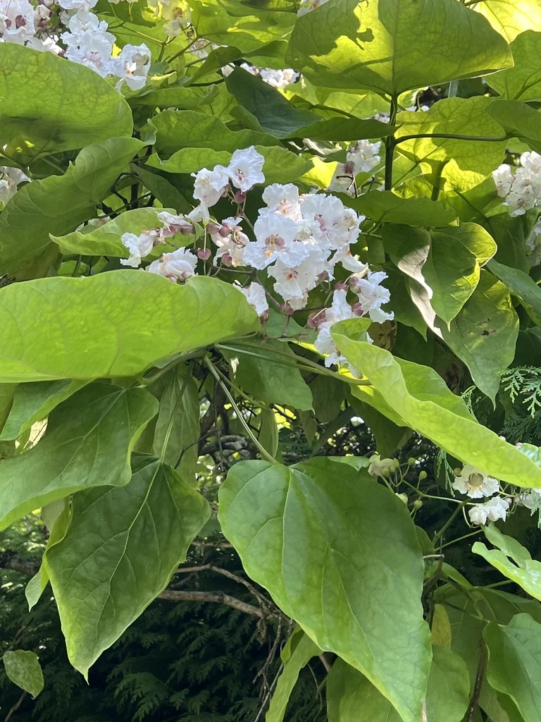 Catalpa Bignonioides
