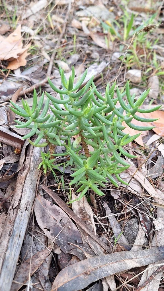 Crassula Tetragona