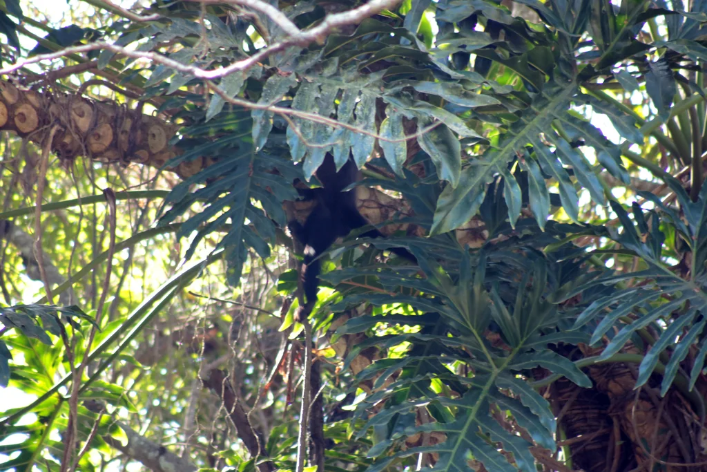 Philodendron Bipinnatifidum