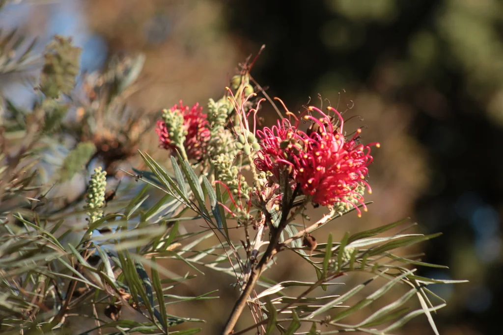 Grevillea Banksii