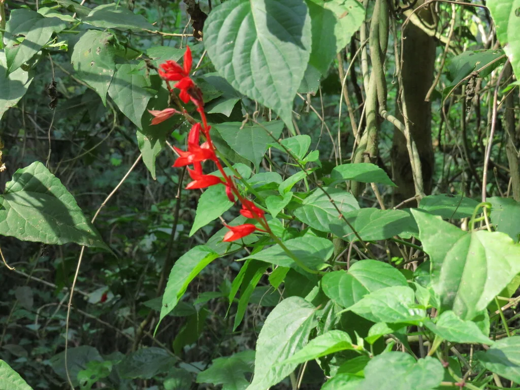 Salvia Splendens