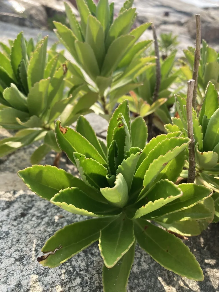 Nipponanthemum Nipponicum