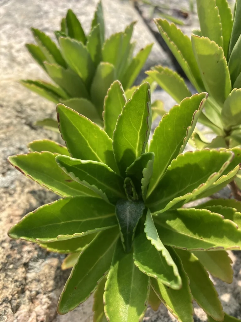 Nipponanthemum Nipponicum
