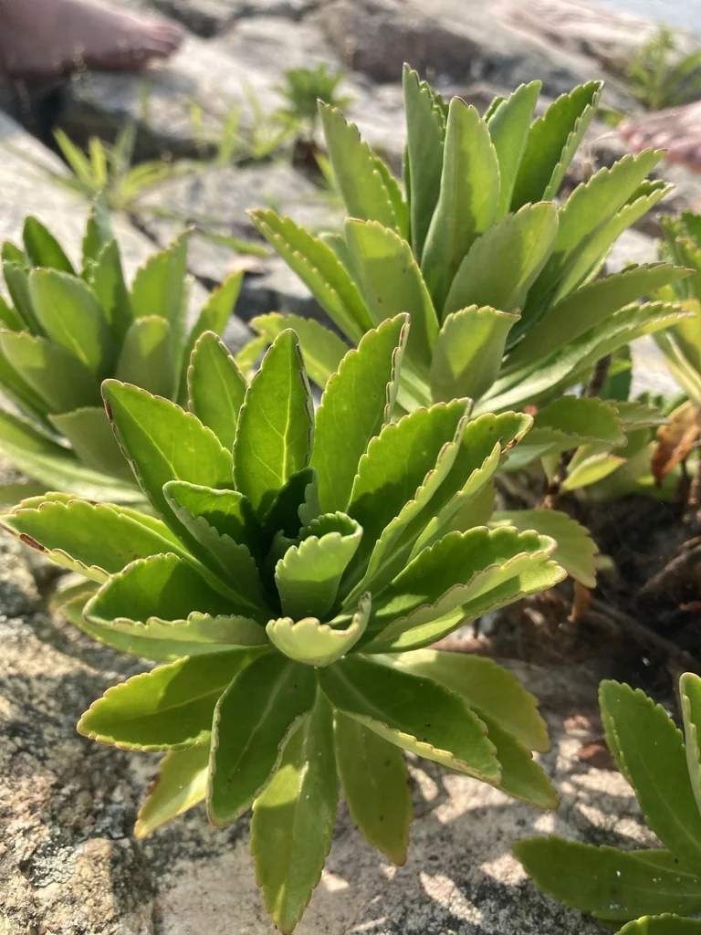 Nipponanthemum Nipponicum
