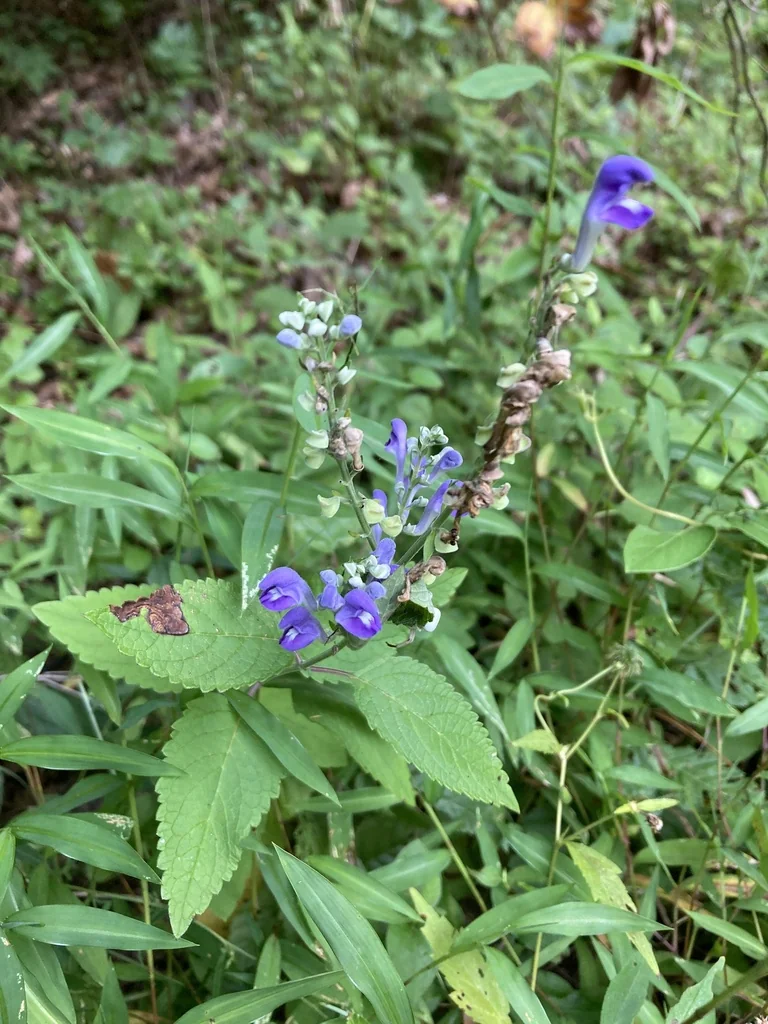 Scutellaria Incana