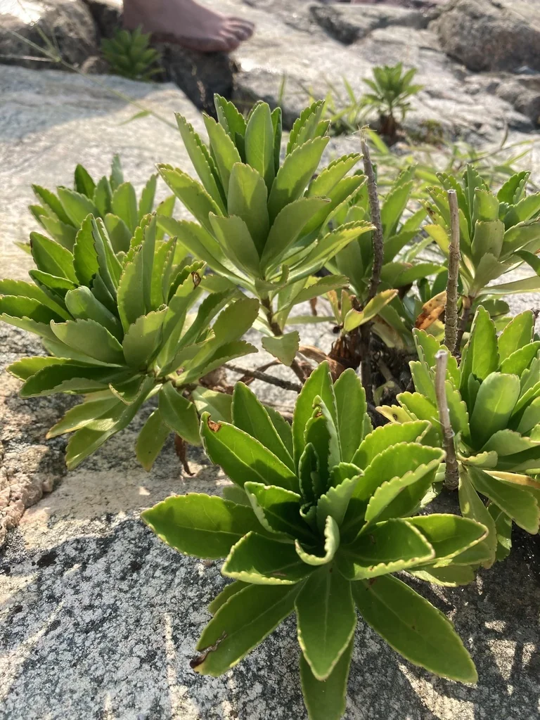 Nipponanthemum Nipponicum