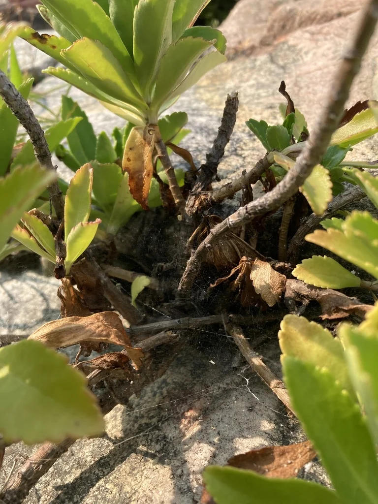 Nipponanthemum Nipponicum