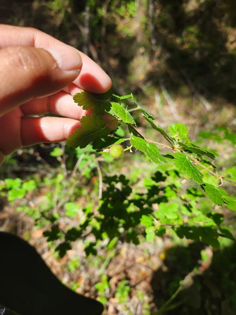 Ribes Menziesii