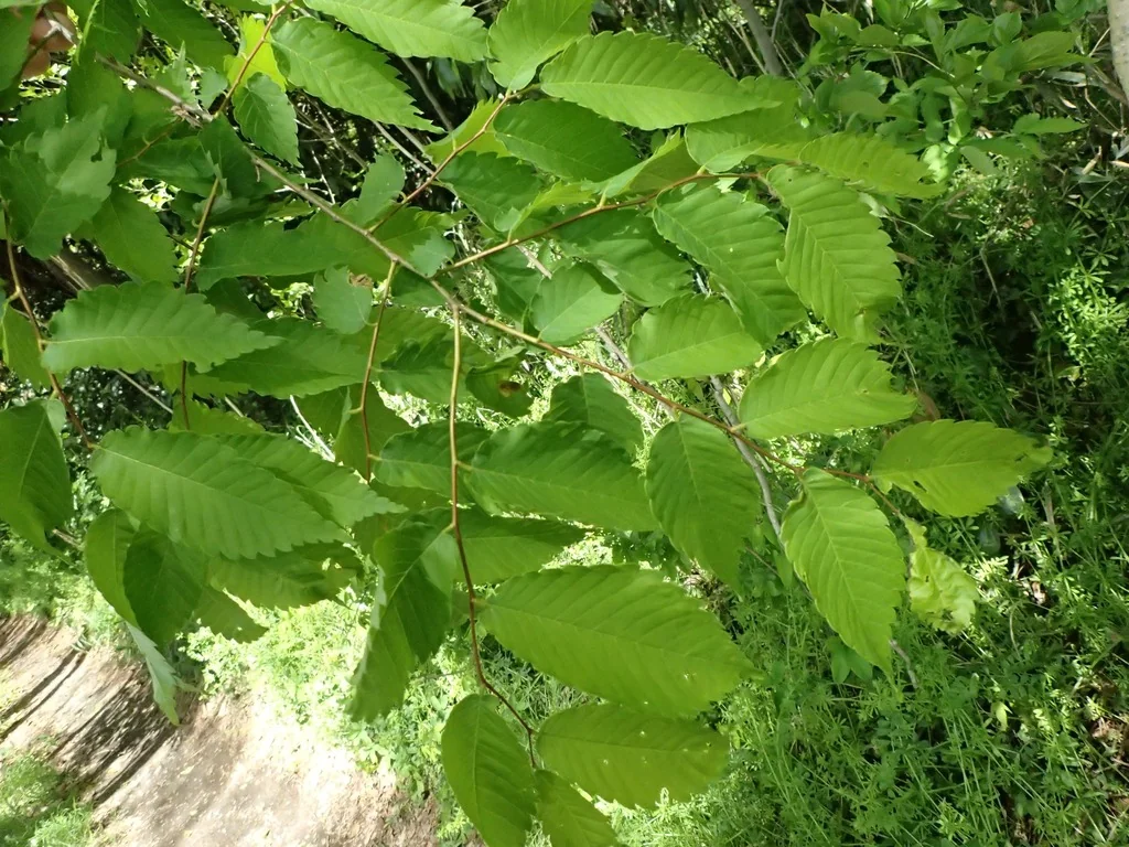Zelkova Serrata