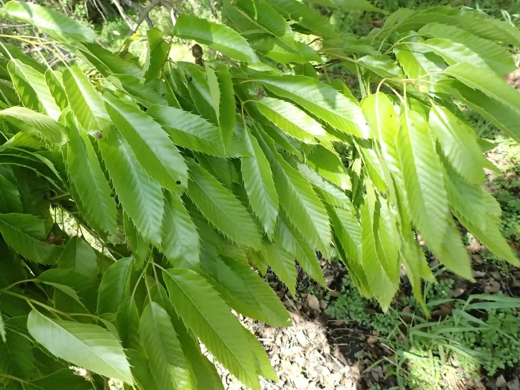 Quercus Acutissima