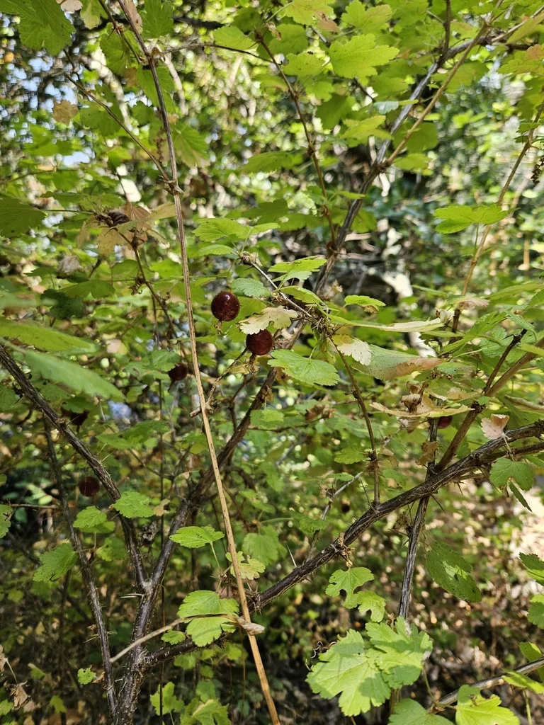 Ribes Menziesii