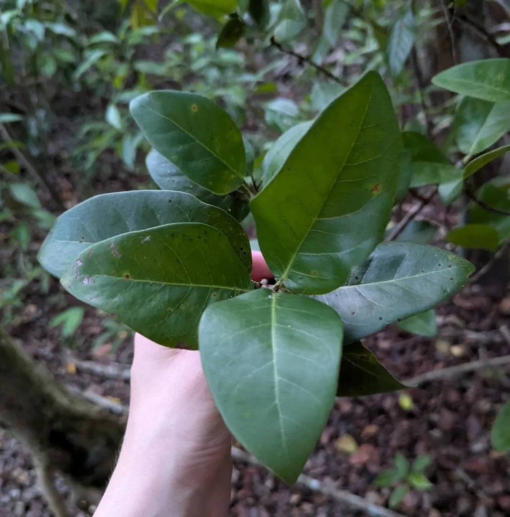 Coccoloba Diversifolia