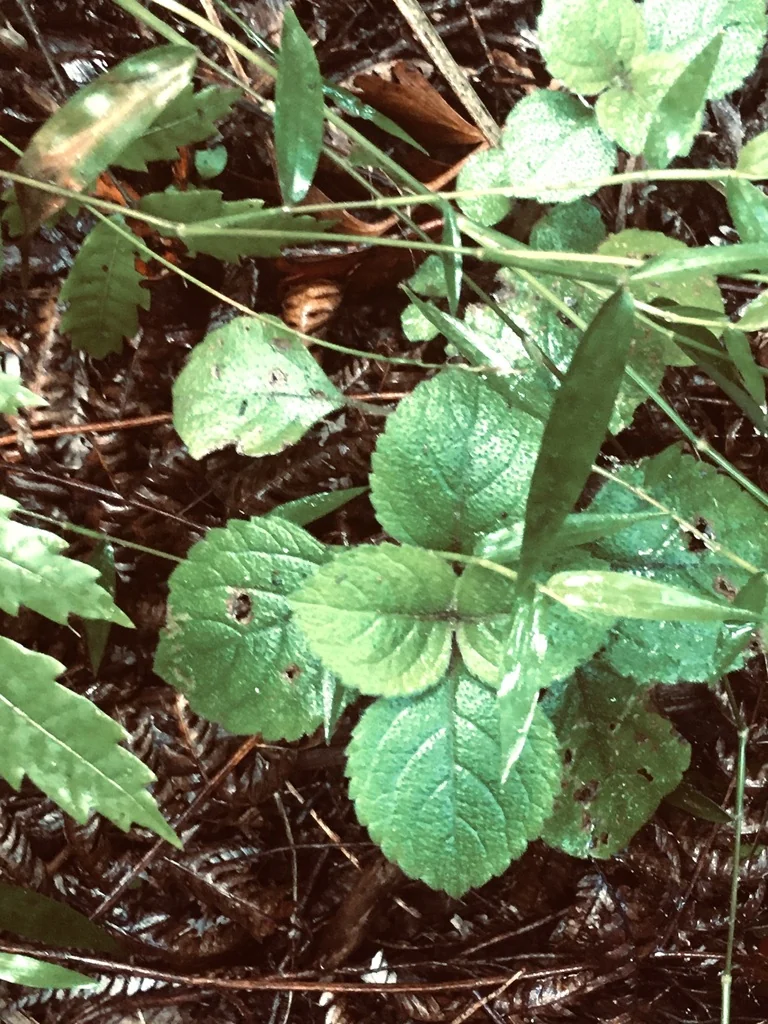 Plectranthus ciliatus