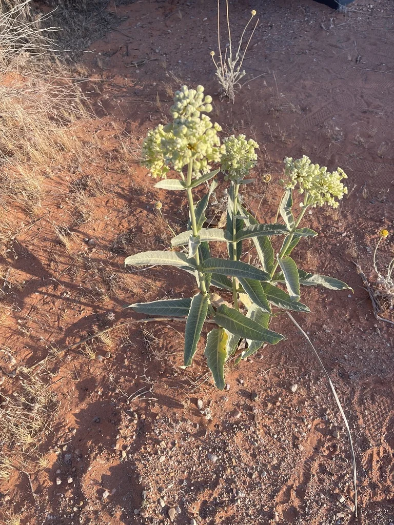 Asclepias Erosa