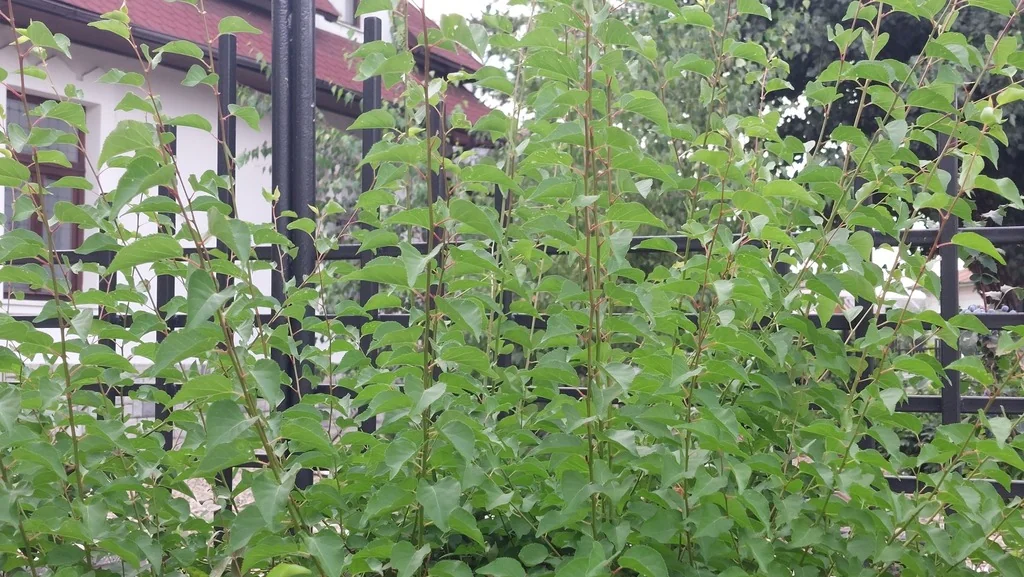 Prunus Armeniaca