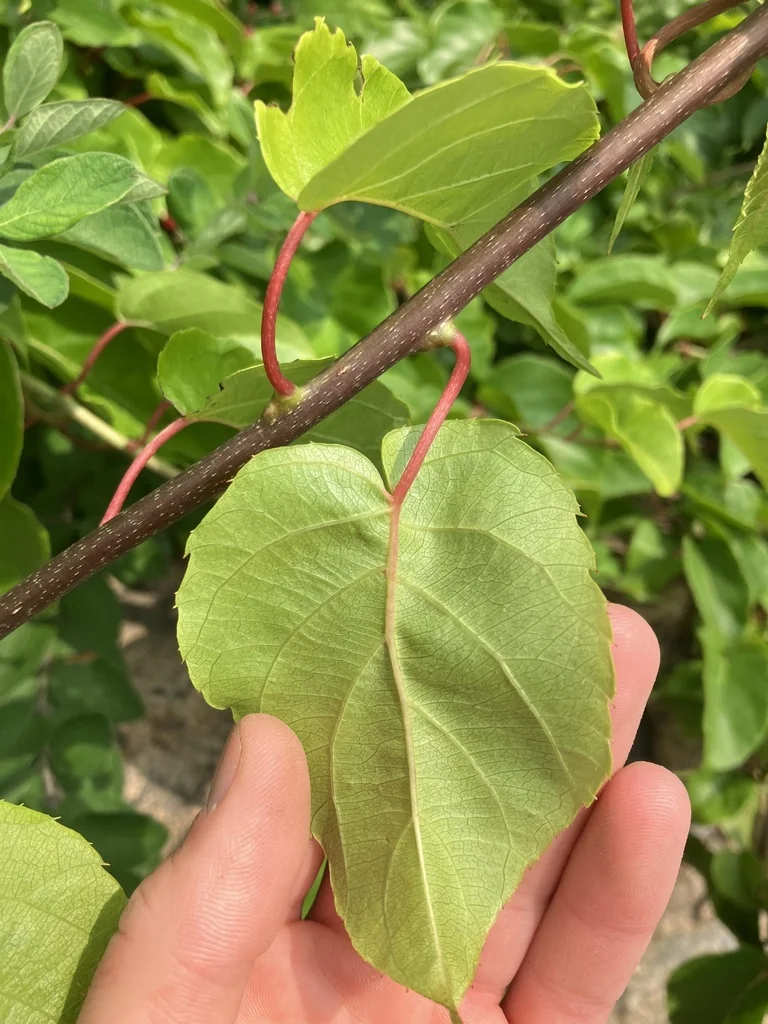Actinidia Arguta