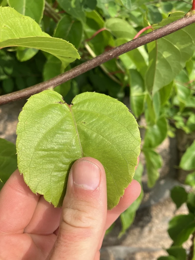 Actinidia Arguta