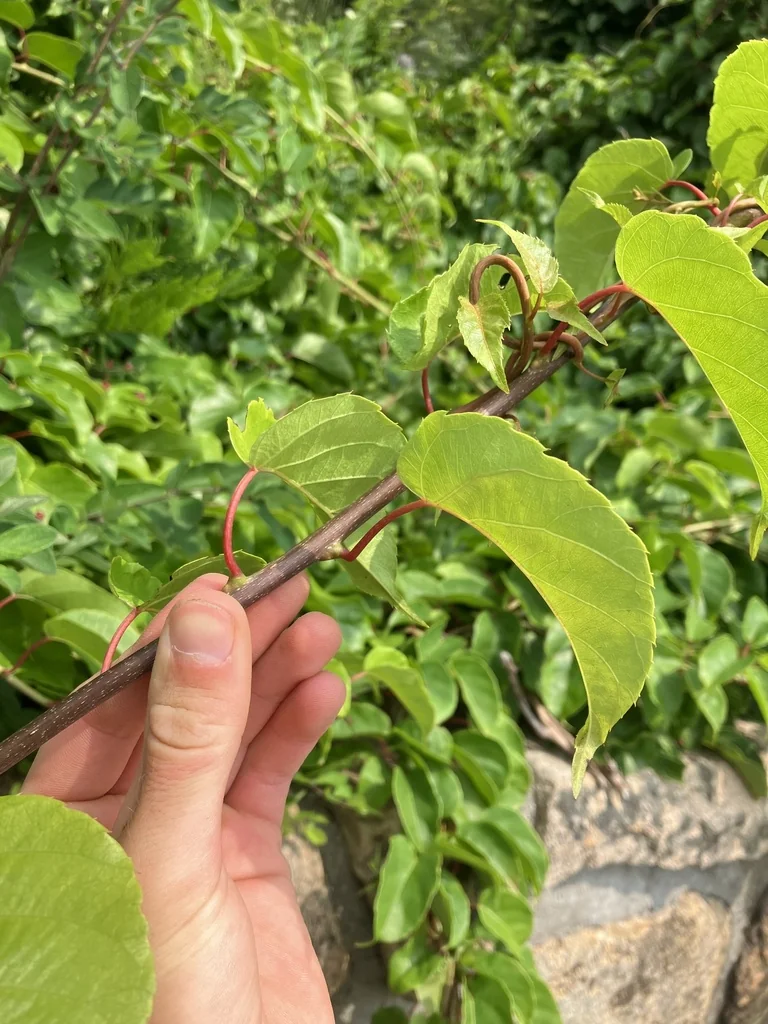 Actinidia Arguta