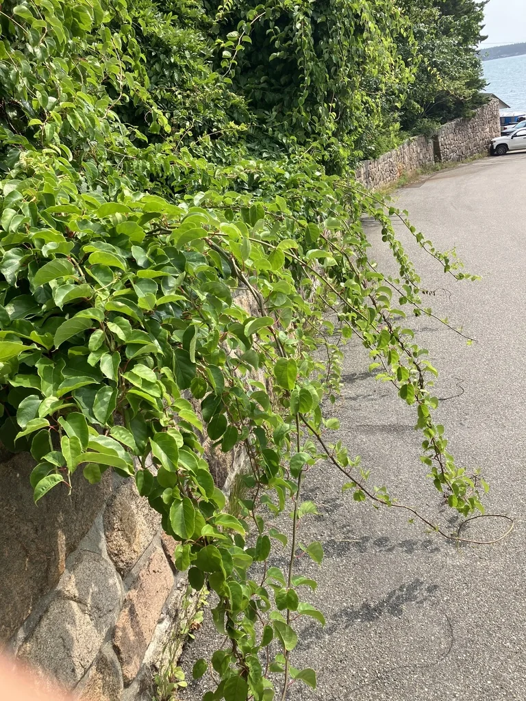 Actinidia Arguta