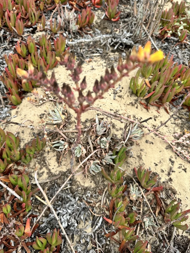 Dudleya Caespitosa