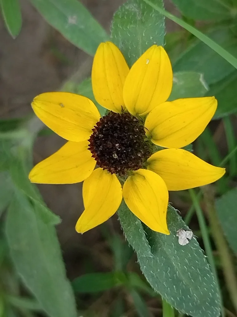 Sanvitalia procumbens