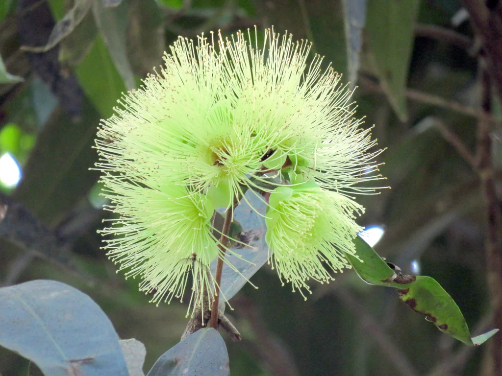 Syzygium Jambos