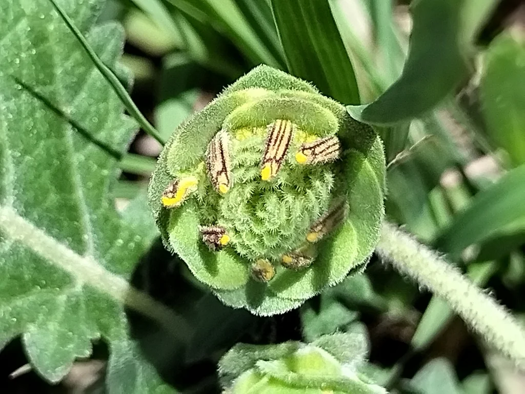 Berlandiera Lyrata