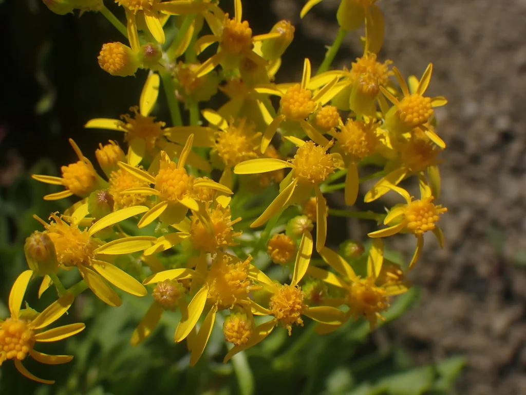 Senecio Fulgens