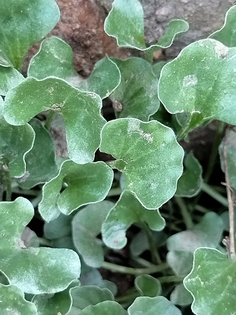 Dichondra argentea