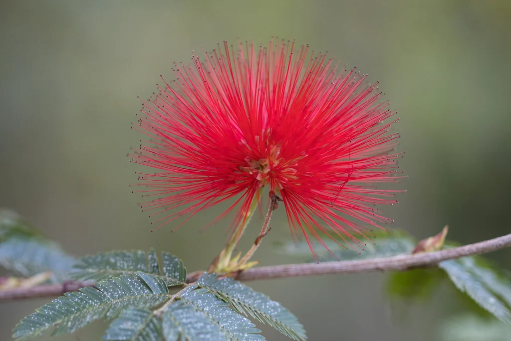 Calliandra Tweedii