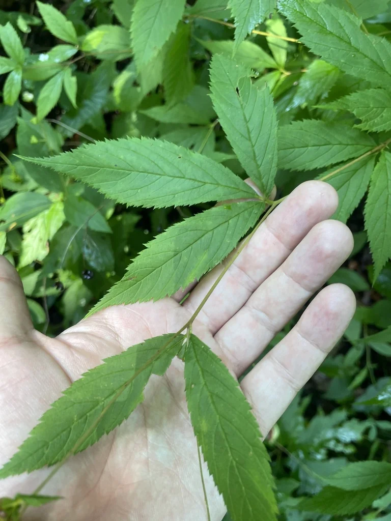 Porteranthus Trifoliatus
