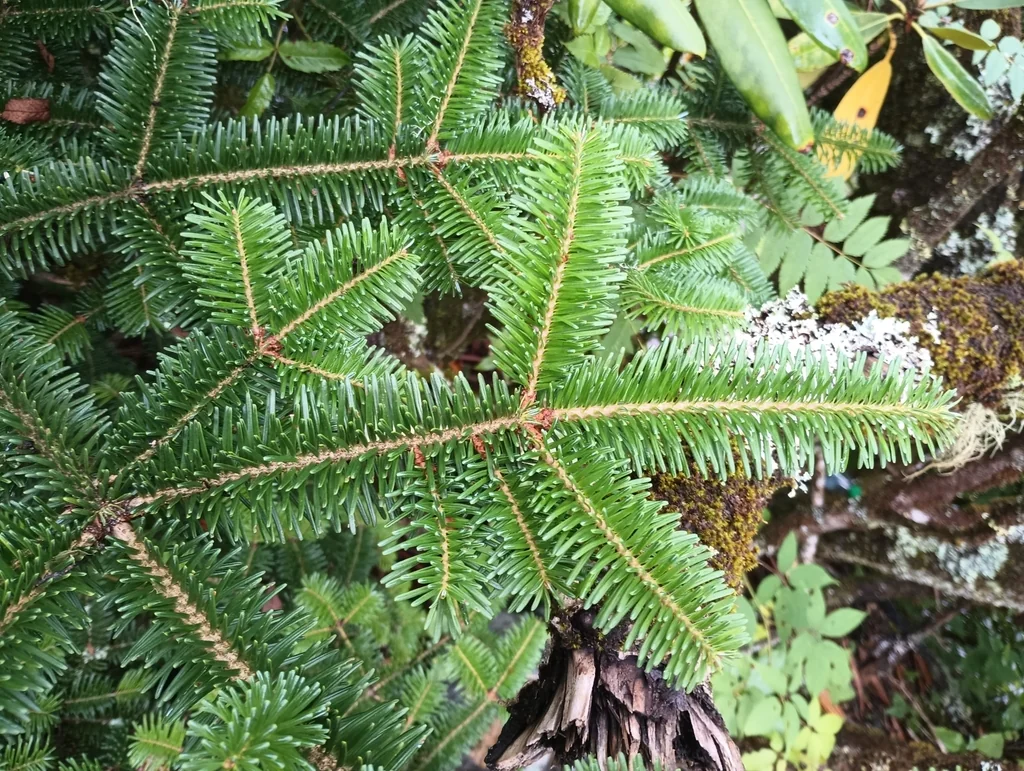 Abies Fraseri
