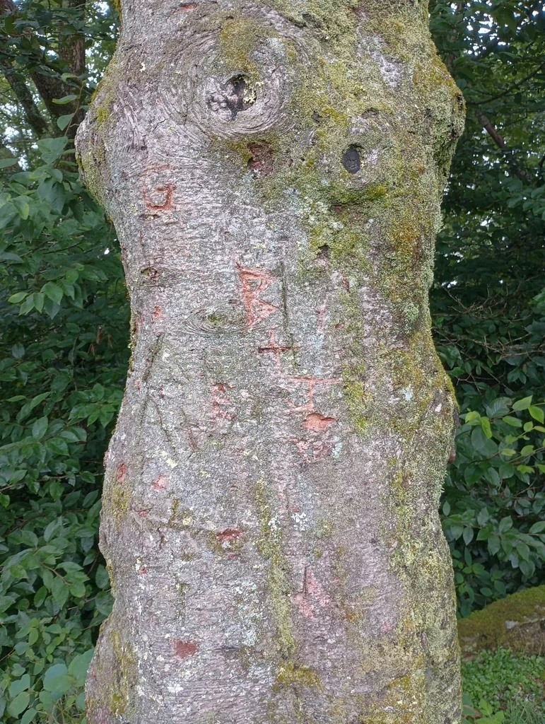 Abies Fraseri