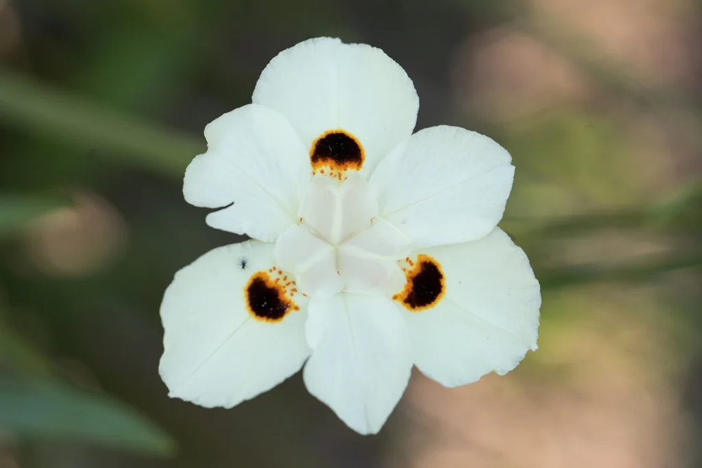 Dietes Bicolor