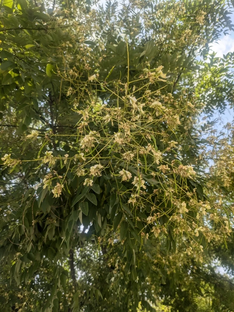 Styphnolobium Japonicum
