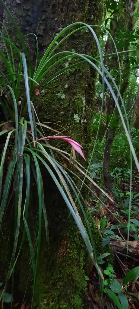 Billbergia Nutans