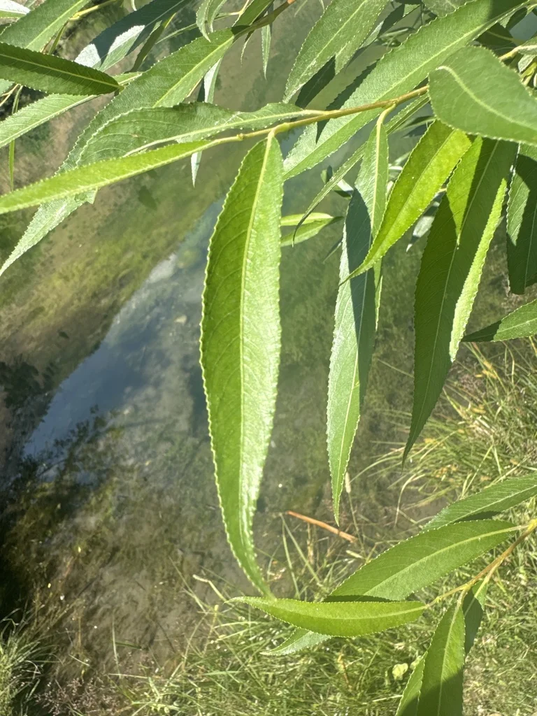 Salix Lucida Ssp. Lasiandra