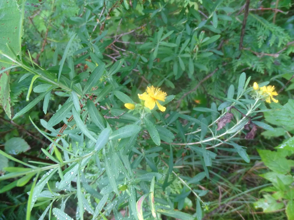 Hypericum Kalmianum