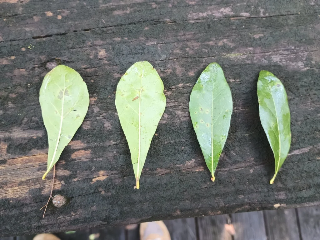 Quercus laurifolia
